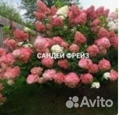 Гортензия саженцы