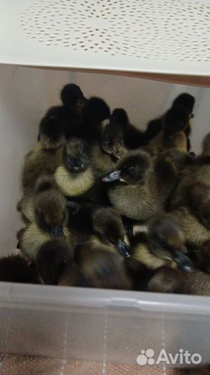 Утята подрощенные