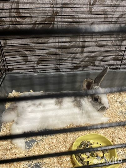 Кролик декоративный