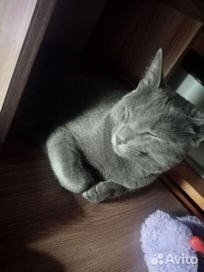 Отдам котов