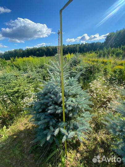 Ель голубая