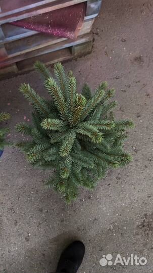 Ель голубая в горшке
