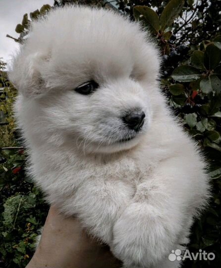 Резерв щенков Самоеда