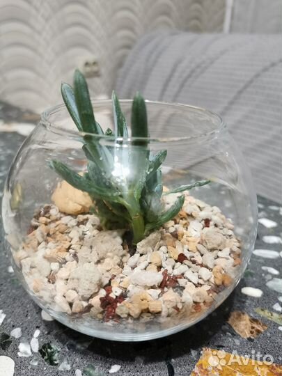 Флорариум суккулент Сенецио Серпенс