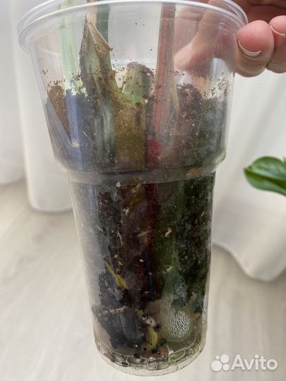 Монстера вариегатная Альба