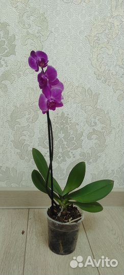 Орхидея фаленопсис