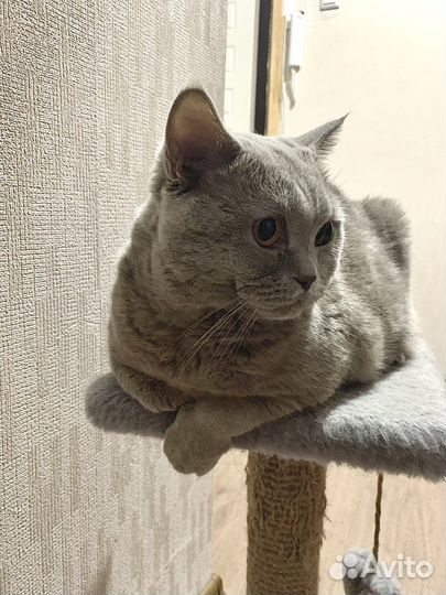 Британский кот на вязку