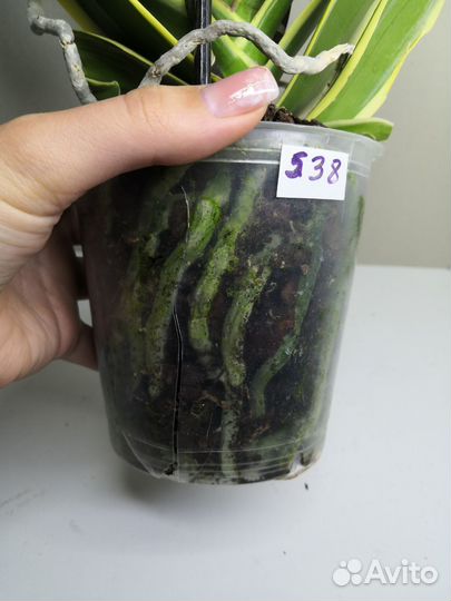 Орхидея вариегатная