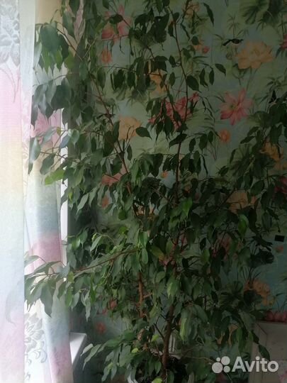 Фикус бенджамина большой
