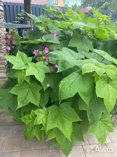 Малина клен душистая морозостойкая