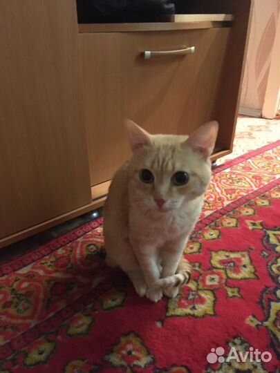 Кот в дар бесплатно