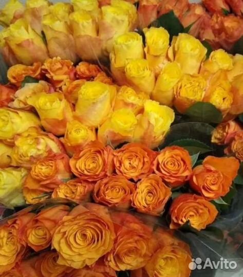 Роза 50р цветы