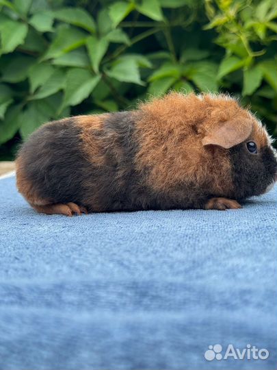 Морские свинки