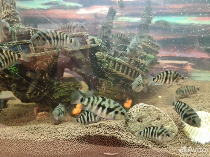 Малек цихлиды