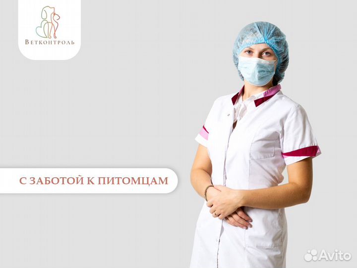 Вакцинация кошек и собак на дому