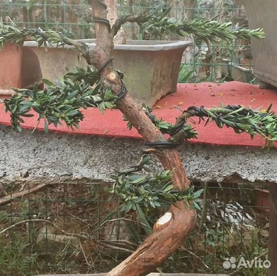 Проволока для бонсай