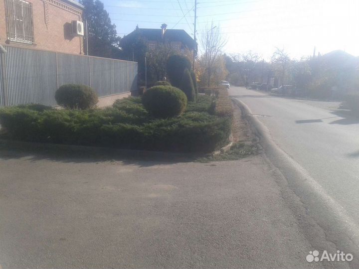 Покос травы пострижка туя