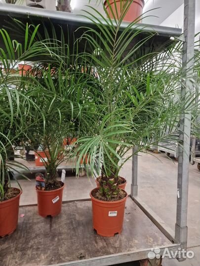 Пальма финиковая/Финик Робелини