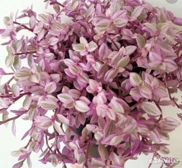 Традесканции разные