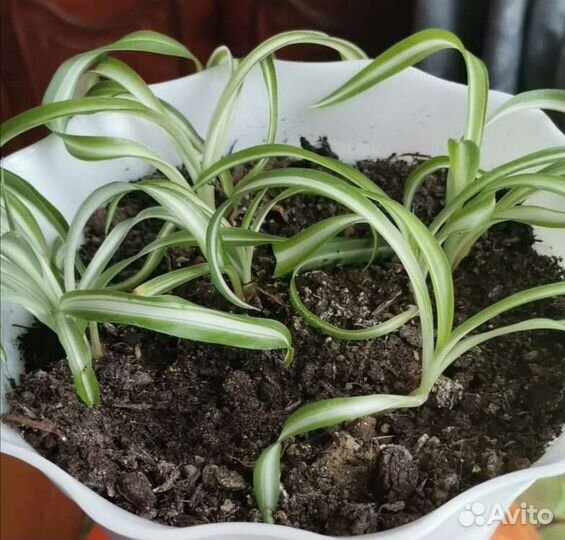 Хлорофитумы Бони кудрявый, хохлатый, капский