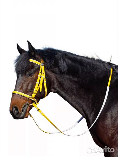 Уздечка для лошади cob