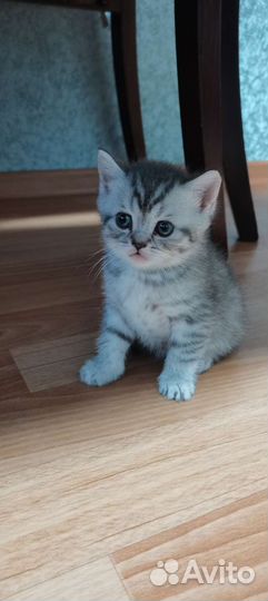 Шотландские котятки