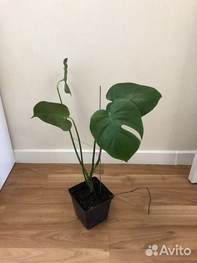 Монстера (детки)