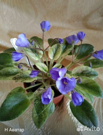 Фиалка Н- Аватар,ахименесы
