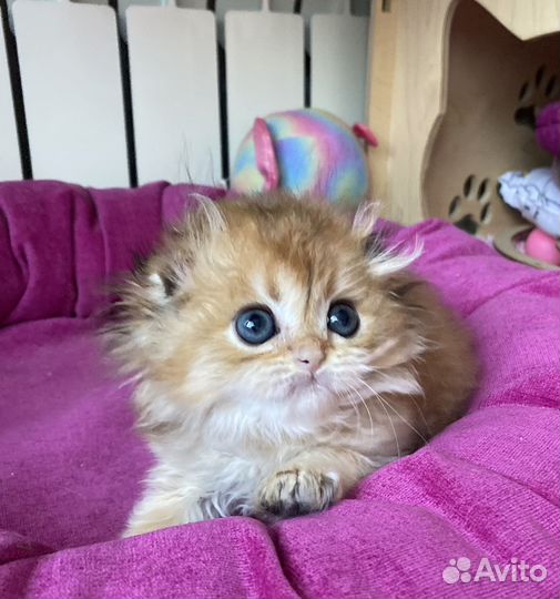 Длинношерстные пупсы