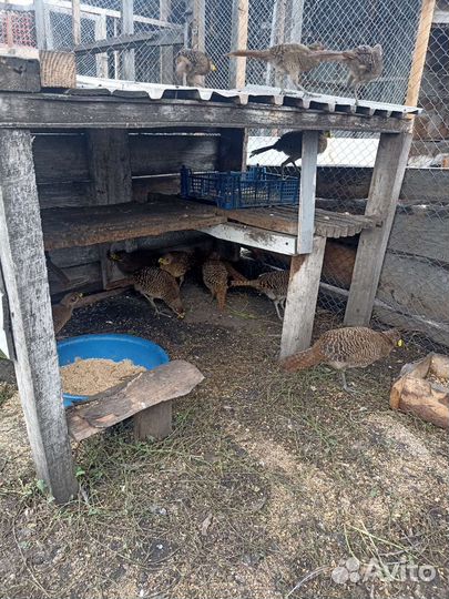 Золотой фазан