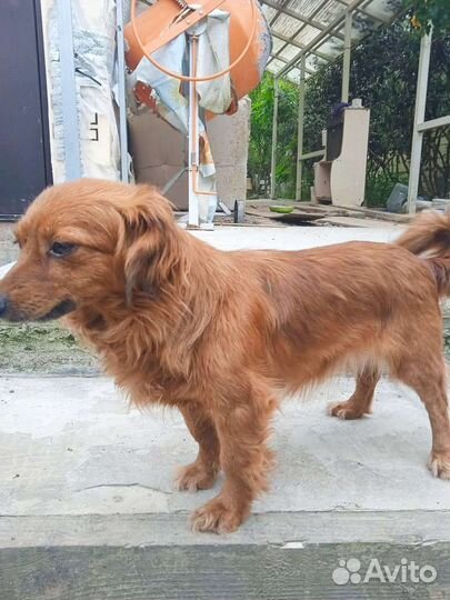 Маленькая собачка в добрые руки