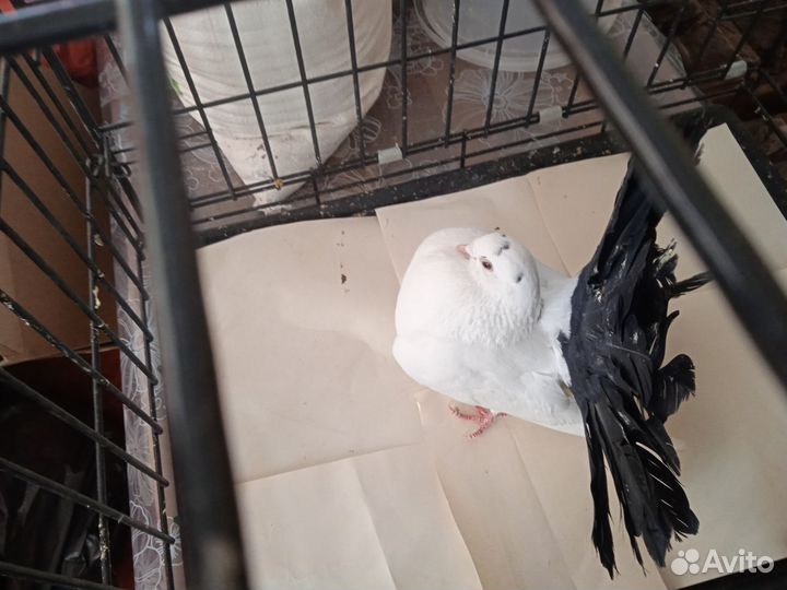 Голуби павлины аренда продажу