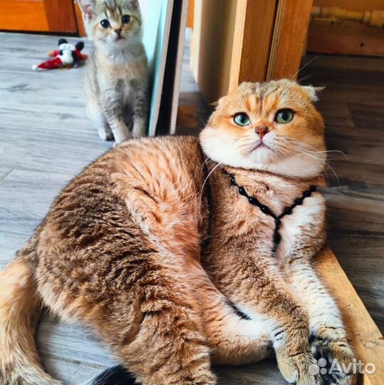 Шотландский кот для Вязки