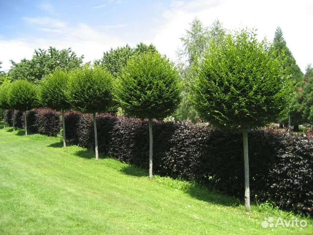 Саженцы Ивы. Разные сорта