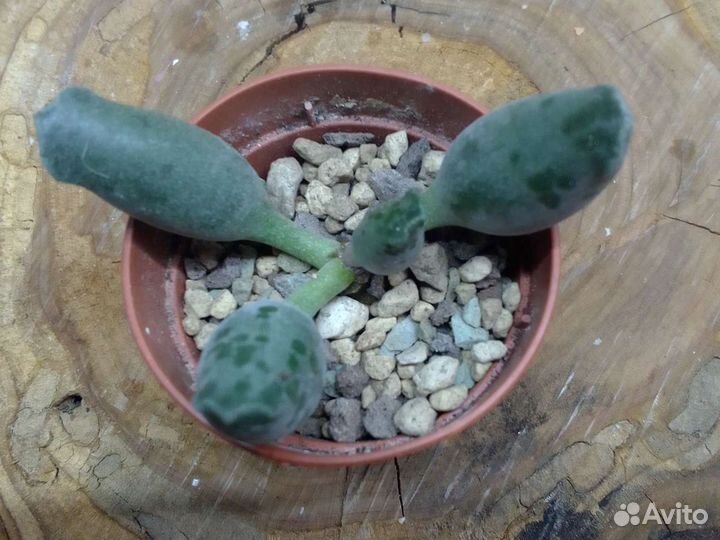 Адиантум, криптантус, Альбука и др