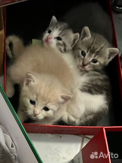 Персик ищет дом