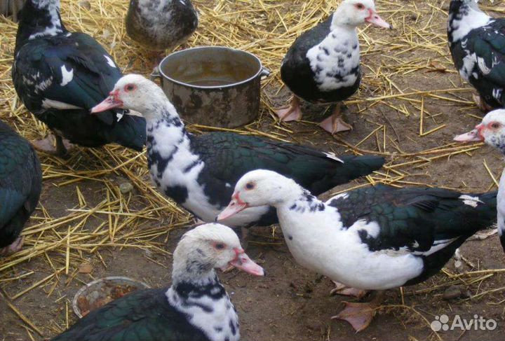 Индоутки, (в Можайске)