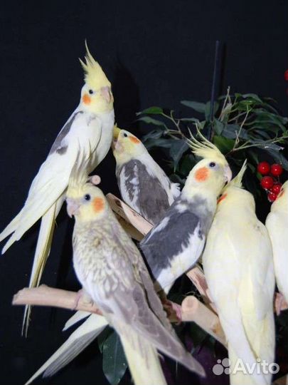 Попугайчики Карелла, маленькие