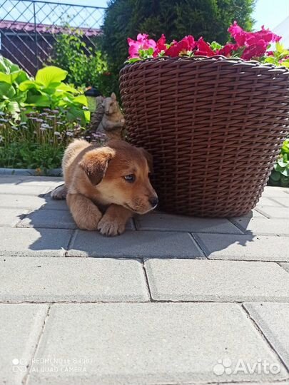 Собака в добрые руки отдам бесплатно