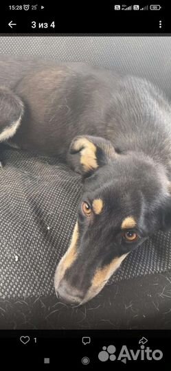 Собака в добрые руки