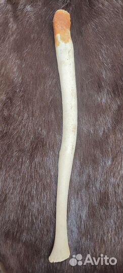 Бакулюм. Ластоногий