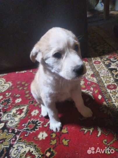 Две девочки в добрые руки