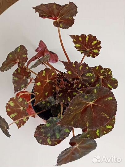 Бегония. Комнатные растения. Цветы