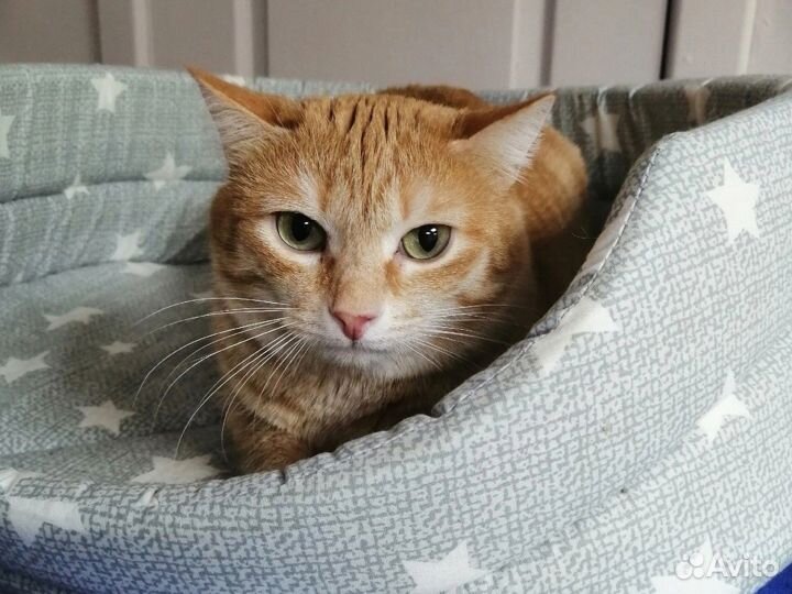 Рыжий кот Барон