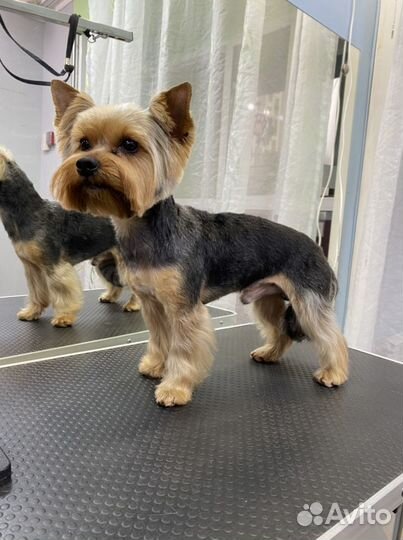 Стрижка собак - Груминг