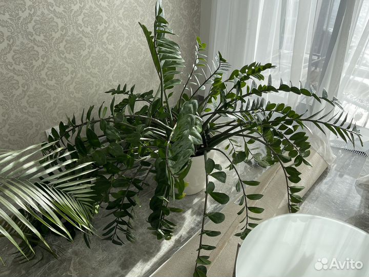 Замиокулькас денежное дерево