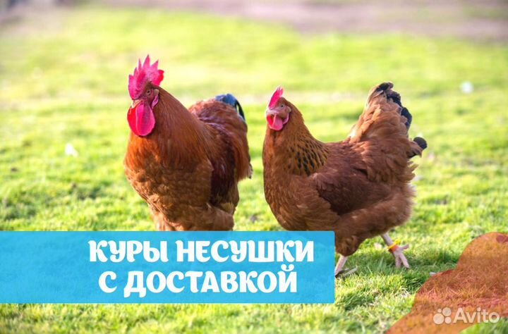 Куры несушки