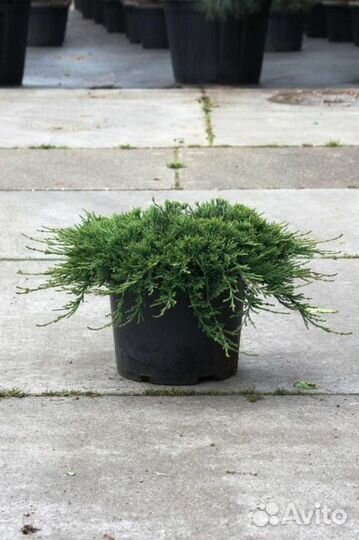 Можжевельник Вилтони