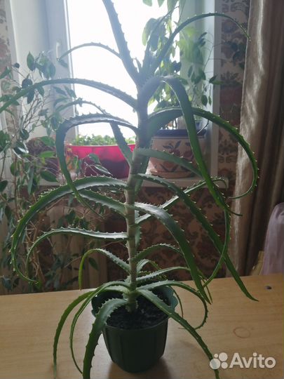 Алоэ лечебный