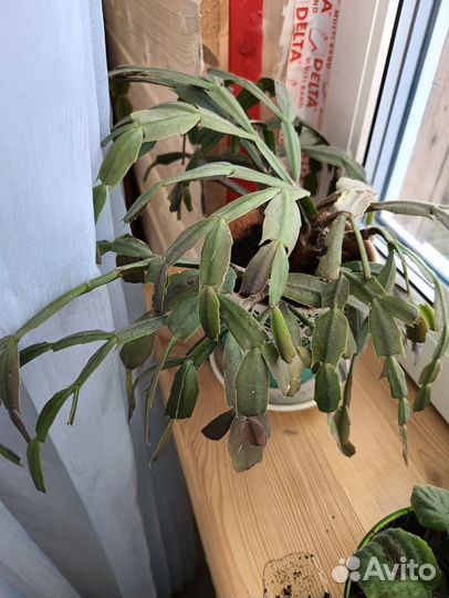 Декабрист шлюмбергера белый